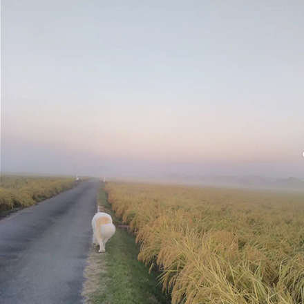 朝霧の散歩バーディ長距離散歩復活の季節